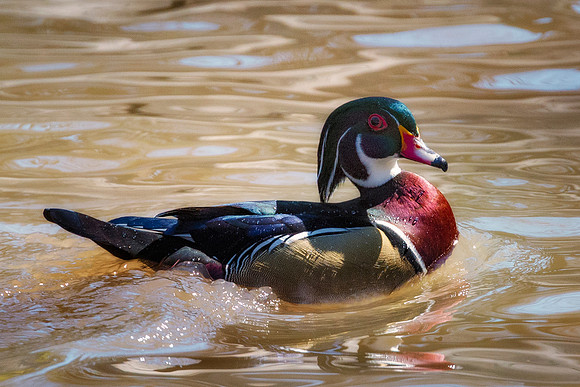 Wood Duck