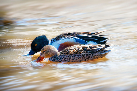 Northern Shoveler