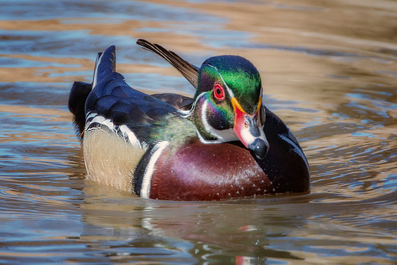 Wood Duck