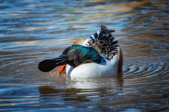 Northern Shoveler