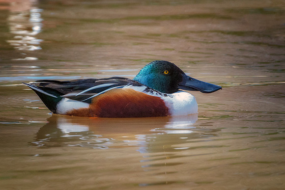 Northern Shoveler