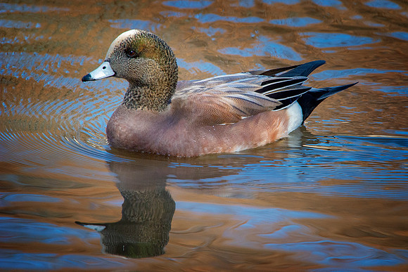Wood Duck