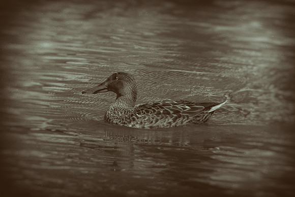 Northern Shoveler