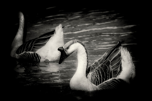 African Goose
