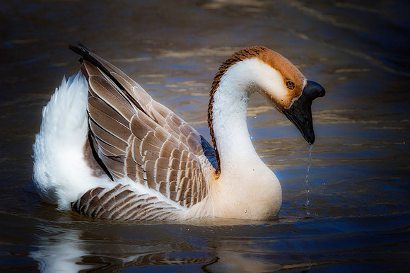 African Goose