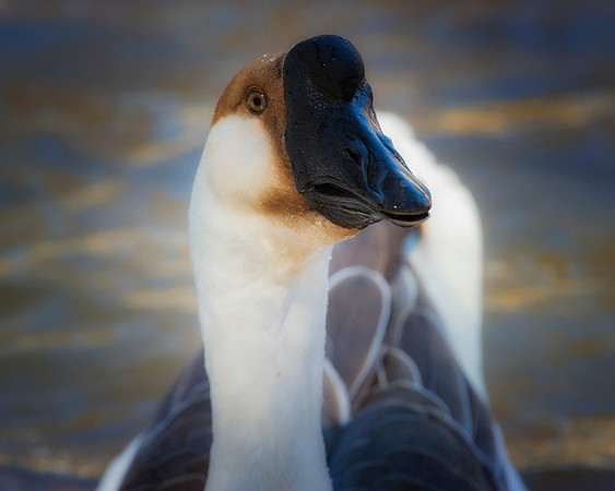 African Goose