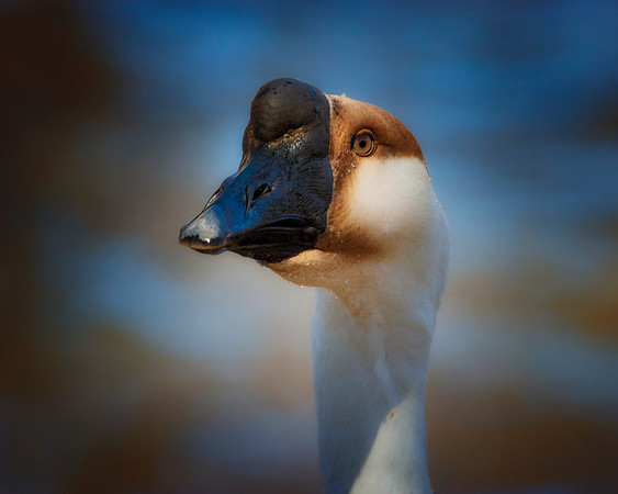 African Goose