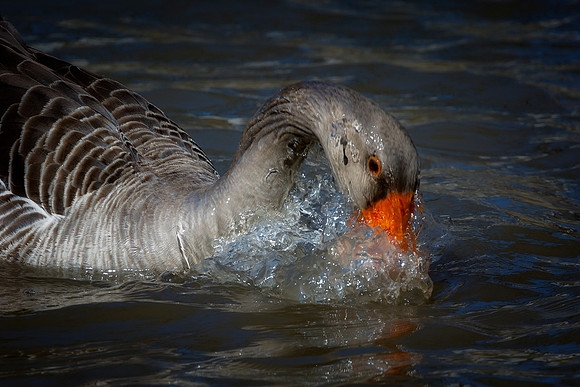 Goose