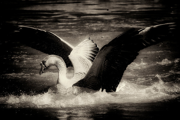 Landing