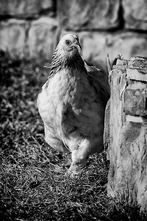 Hen
