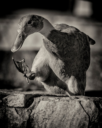 Runner Duck