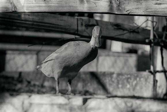 Runner Duck