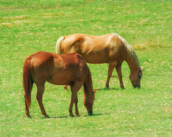 Horses, pasture, appaloosa, "paint horse", "quarter horse", Texas, cowboys, prairie, Bertazzoni, Nikon, nature, animals,