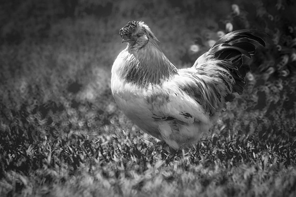 Rooster