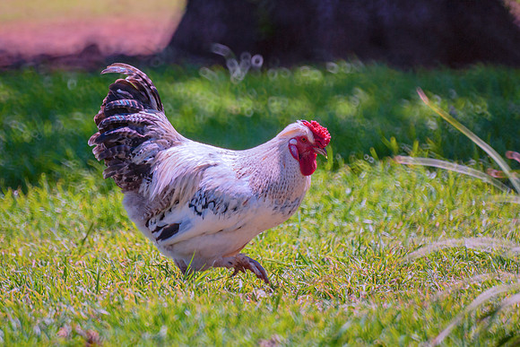 Rooster