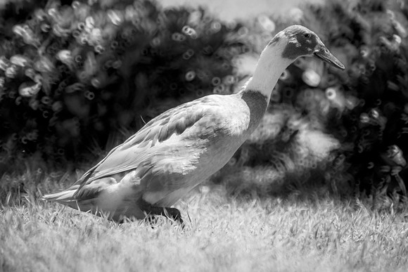 Runner Duck