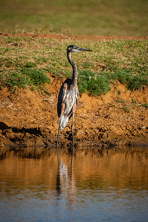 Great Blue Heron