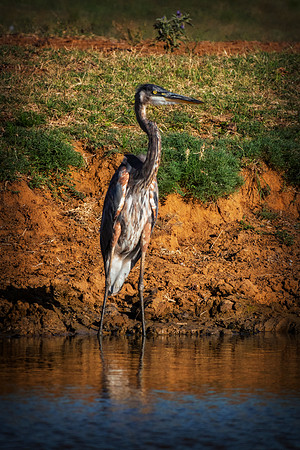 Great Blue Heron