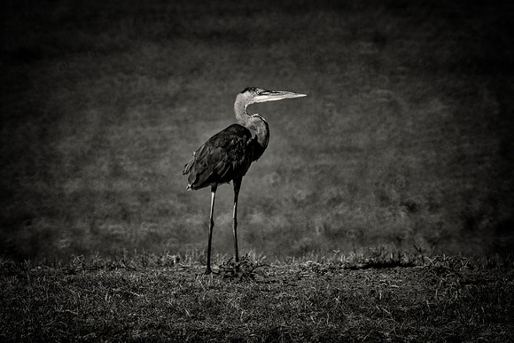 Great Blue Heron