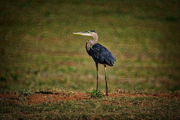 Great Blue Heron