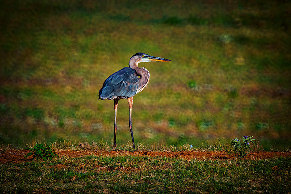 Great Blue Heron