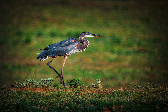 Great Blue Heron
