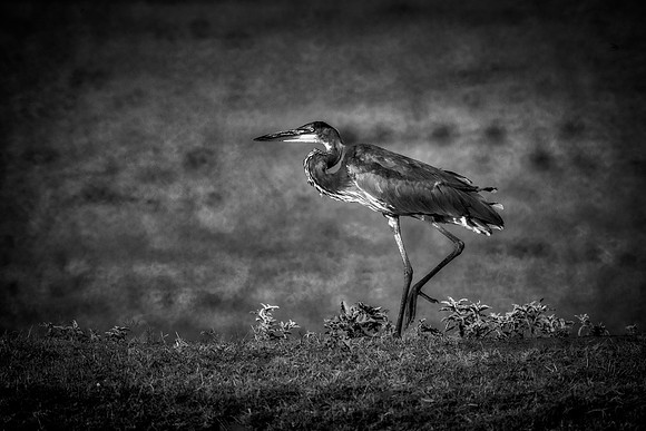 Great Blue Heron