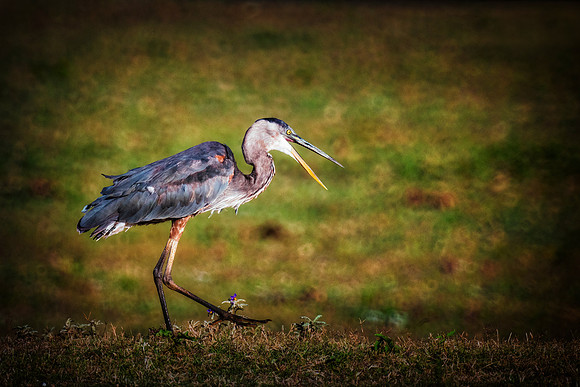 Great Blue Heron