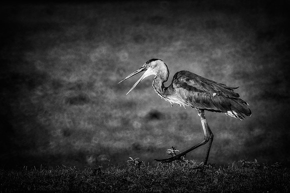 Great Blue Heron