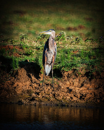 Great Blue Heron