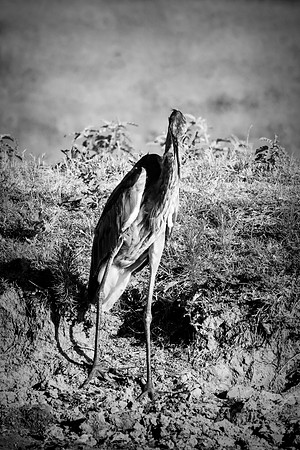 Great Blue Heron