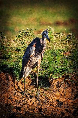 Great Blue Heron