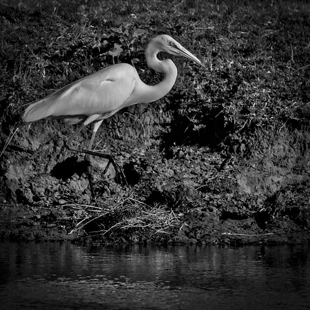 Great White Egret
