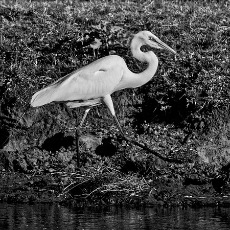 Great White Egret