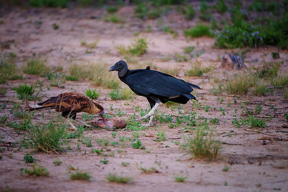 Back Vulture