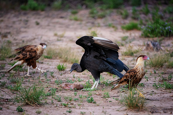 Back Vulture