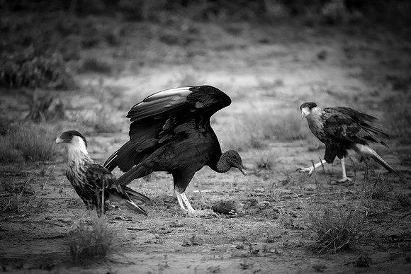 Back Vulture