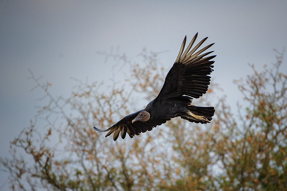 Back Vulture