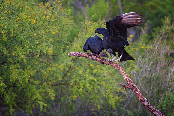 Back Vulture