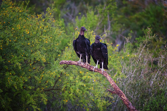 Back Vulture