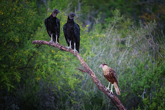 Back Vulture