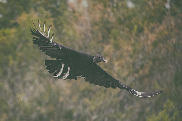 Back Vulture