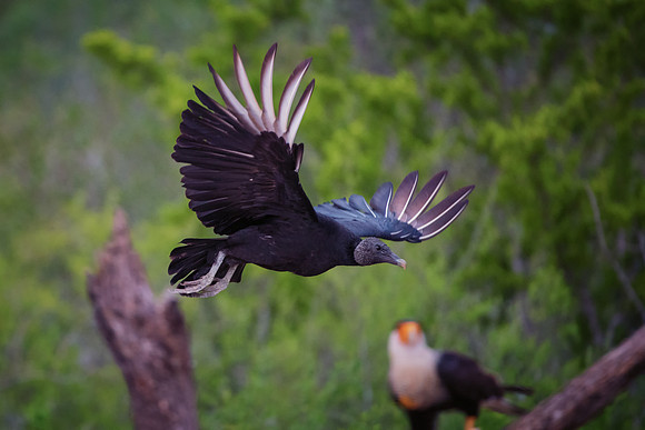 Back Vulture