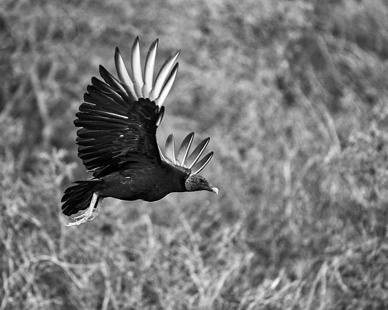 Back Vulture