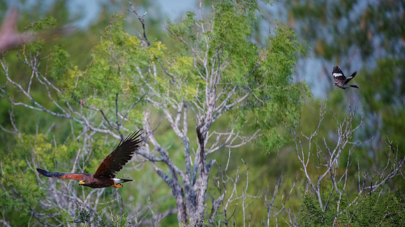 Harris Hawk