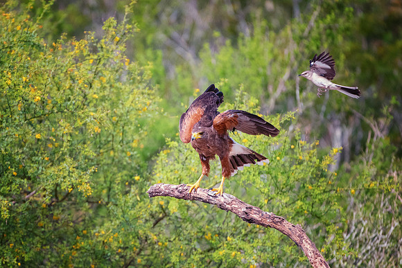 Harris Hawk