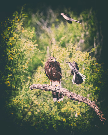 Harris Hawk