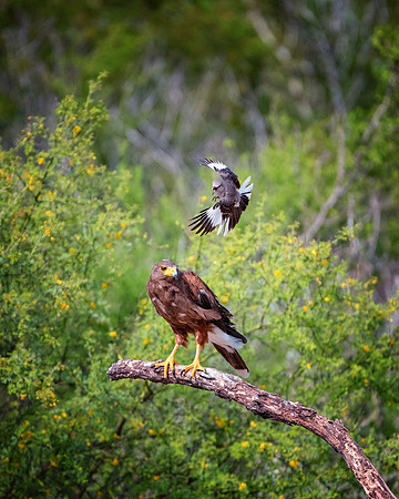 Harris Hawk