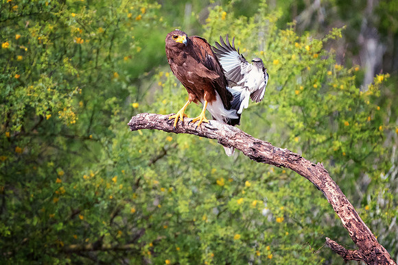 Harris Hawk