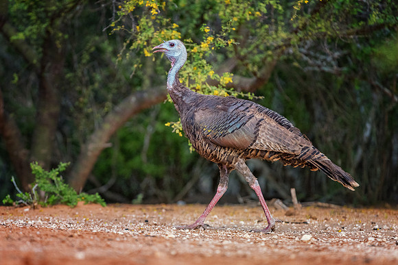 Wild Turkey